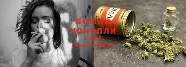 прущие грибы Новозыбков